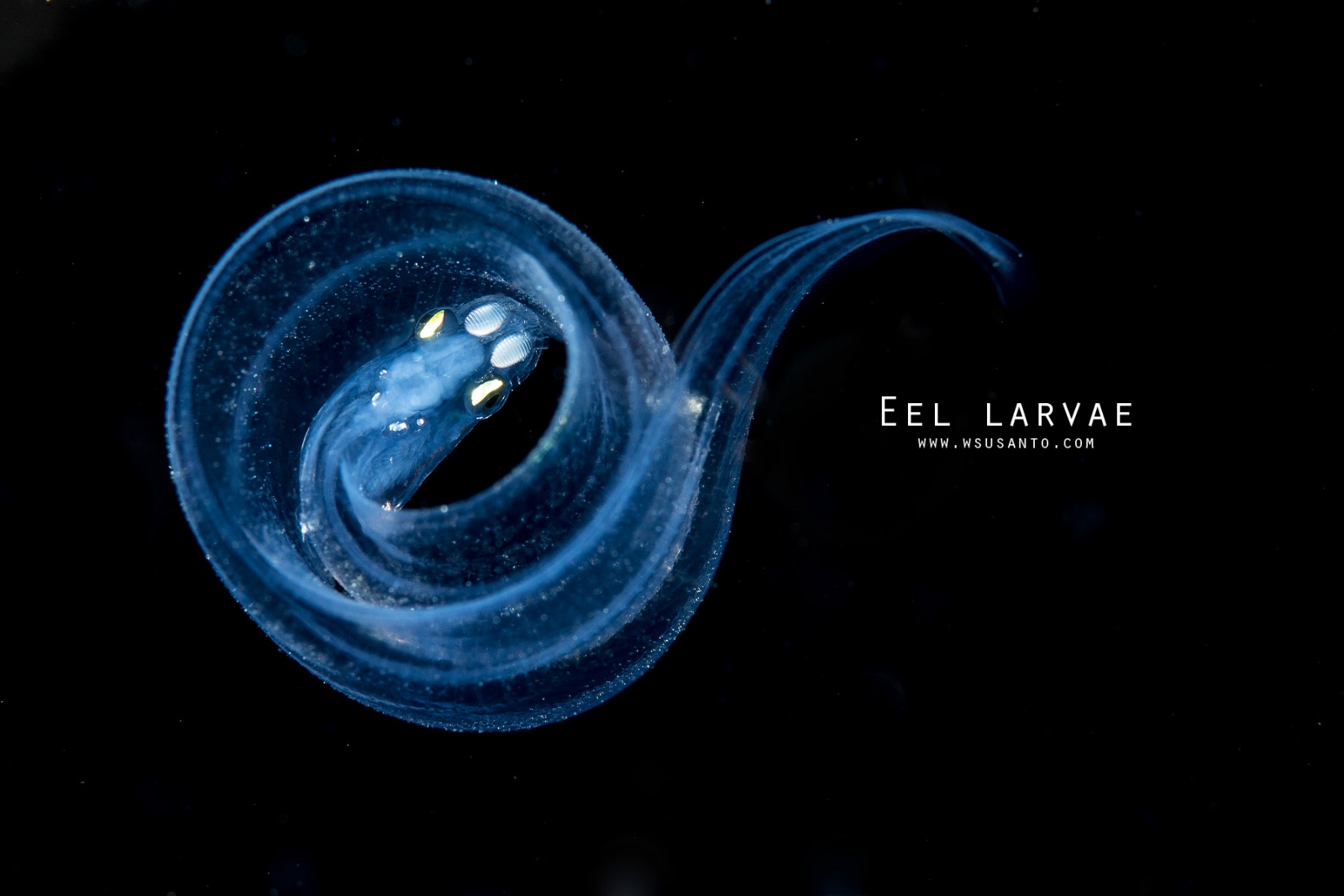 Eel Larva